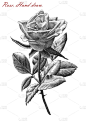 插图与白色背景上的玫瑰