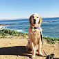 Tucker the Golden on Instagram: “Wet, muddy, happy. #oceanhike”
狗、金毛、汪星人