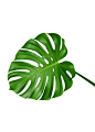 몬스테라(monstera) 액자 포스터 식물이미지 자료 : 몬스테라(monstera) 액자 포스터 식물이미지 자료 요즘 데코 한다는 분들은 몬스테라(monstera)를 실제로 ...