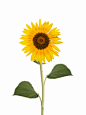 自然,白色,黄色,热带气候,花_104119431_Sunflower XL_创意图片_Getty Images China