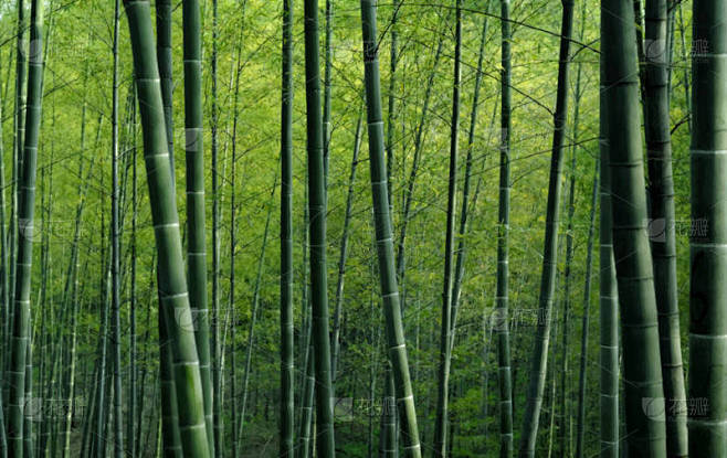 绿色竹林质感壁纸