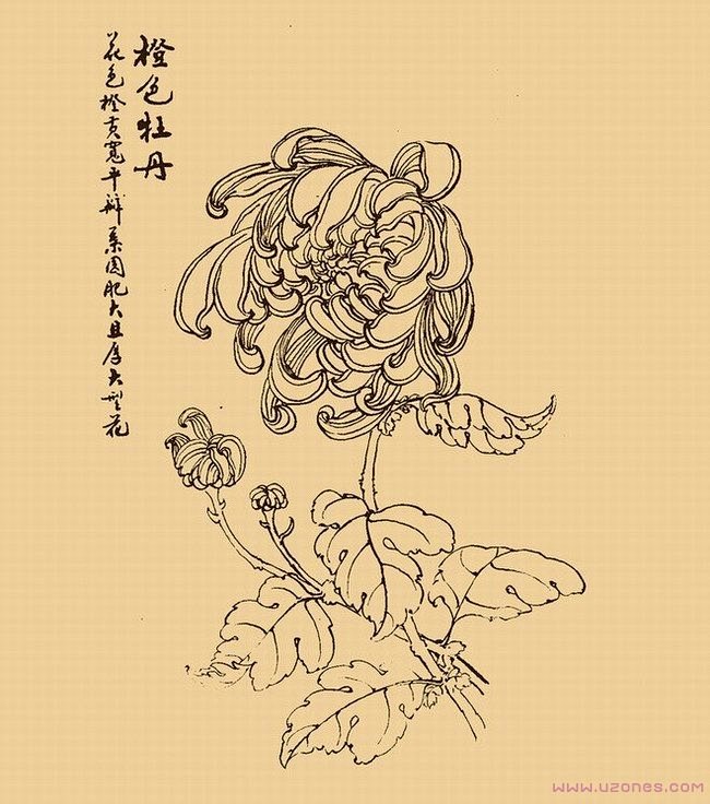 手绘牡丹花简笔画图片素描获奖作品-www...