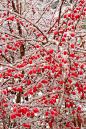 Red berries in winter iced snow