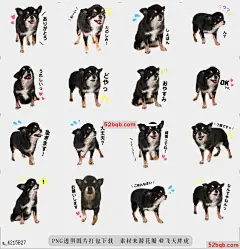 line贴图表情包Chiwawa no yume 这是奇瓦瓦狗的邮票|It is a stamp of dog of Chihuahua@飞天胖虎
