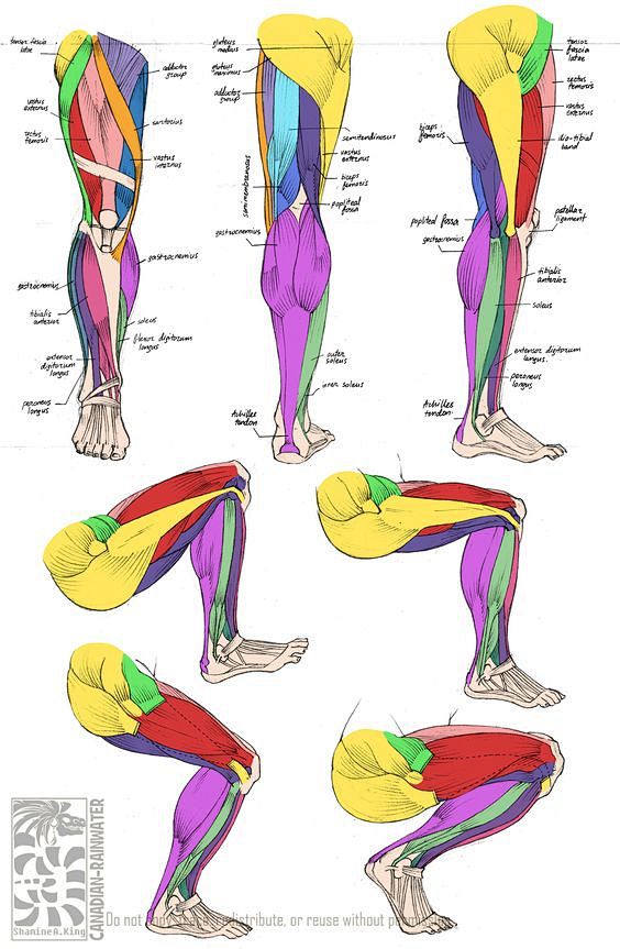 Anatomy - Leg Muscle...