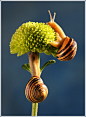 garden snails | Flickr – 相片分享！