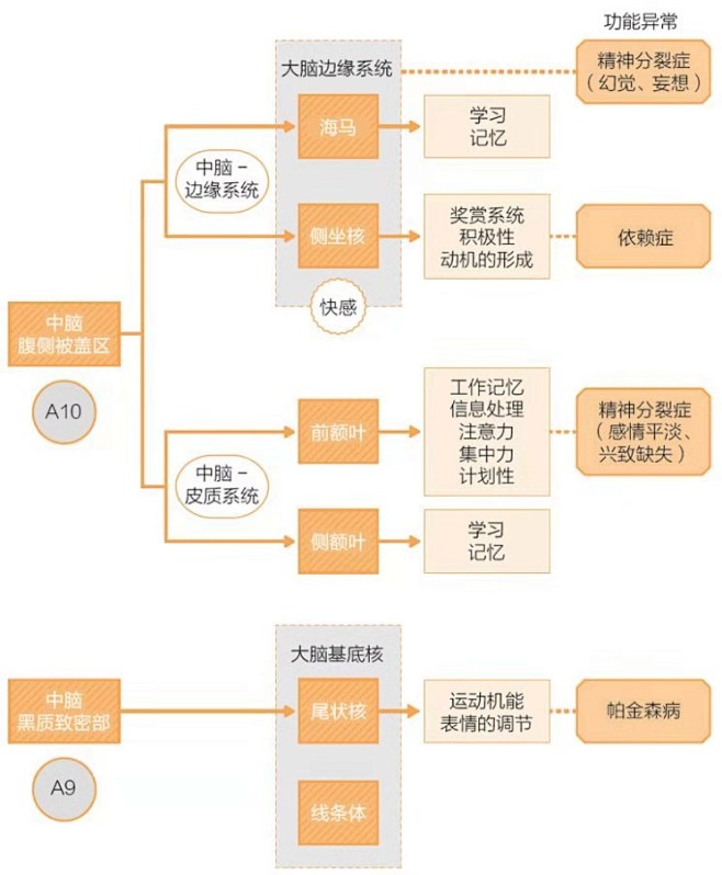多巴胺产生与分布