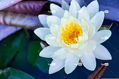 水 背景 桌面背景 免费壁纸 美丽的 笔记本电脑壁纸 美丽 盛开