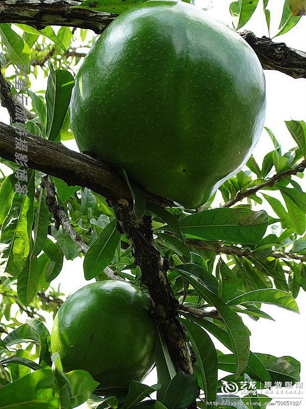 在海南拍到的罕见的炮弹树上的炮弹刘星云旅游攻略