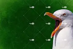 鸥 鸟 自然 全高清壁纸 羽毛 自由背景 飞行 翅膀 高清壁纸