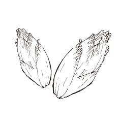 菊苣_PNG线稿素描手绘植物花水仙菊化妆品包装海报平面AI矢量设计素材