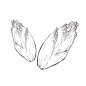 菊苣_PNG线稿素描手绘植物花水仙菊化妆品包装海报平面AI矢量设计素材