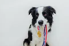 点击来源直接获取大图文件 |Puppy dog border collie holding winner or champion gold trophy medal in mouth isolated on white background. Winner champion funny dog. Victory first place of competition. Winning or success concept.