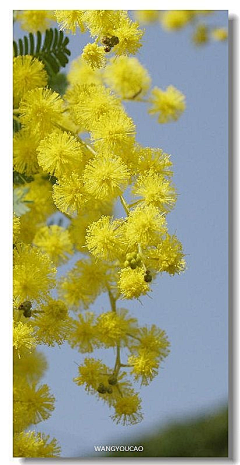 欢妮采集到❀ 花间往事 ❀