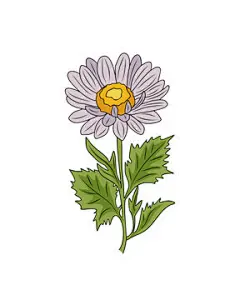 图源免费EPS |紫菀，九月生日月花彩色线条艺术矢量插图。用于纹身、标志、墙绘的轮廓图，透明背景隔离。