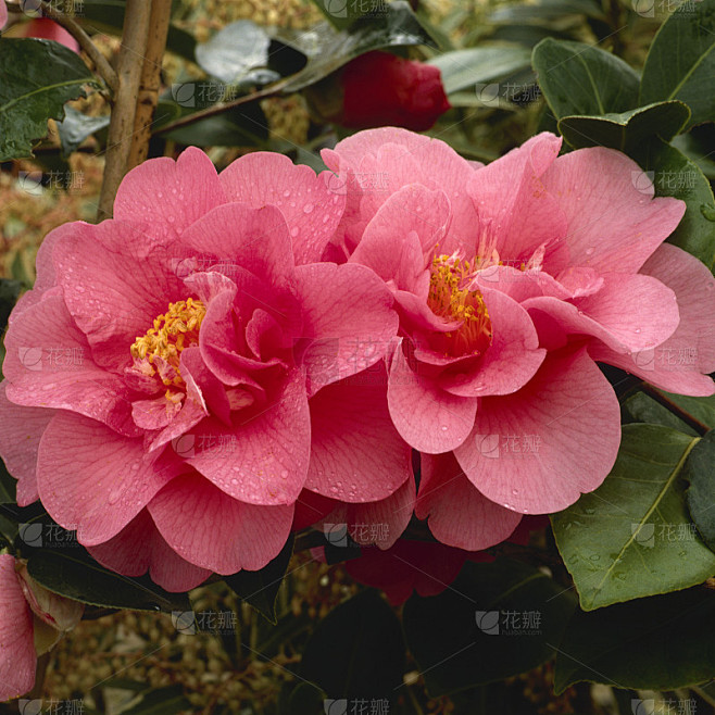 山茶花