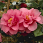 山茶花