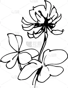 white clover flower with leaves in ink