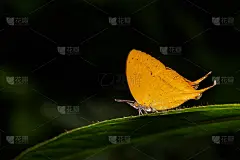 绿色叶子上的桔黄色羊蜻蝶