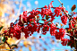 忍冬 红果实 植物 红色 阳光 天空 黄色 树干 树叶 树枝 绿色 果果 一串串 一簇簇 特写 通透 红里透黄 虚焦 像红宝石 摄影－植物 摄影 生物世界 树木树叶
