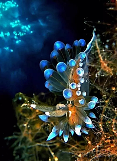 吃花的果冻采集到好看的生物