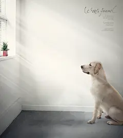 宠物海报