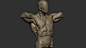 Anatomy Sketch - 02
