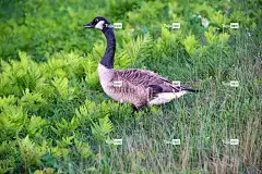 鸭子 鸟类 羽毛 4K壁纸 免费壁纸 酷背景