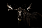 Moose - Low Key by George Wheelhouse on 500px