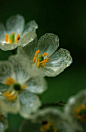 日本存在淋雨后花朵会变透明化的真实植物，主要分布于本州岛北部至北海道的深山地区，数量稀少，特别好的运气才能看到透明的那瞬间。