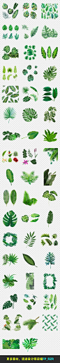 50款森系北欧热带雨林手绘水彩树叶绿植插画设计素材