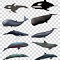 鲸鱼图片海豚海豹免抠元素海豚