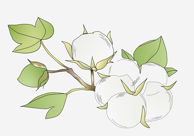 新疆棉花