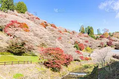 名古屋、大原樱的秋天