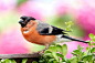 Orange and Grey Black Small Bick Bird