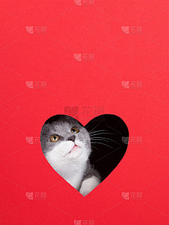 一只灰色的猫从红色背景下的心形洞里探出头来。情人节概念，贺卡，印刷，商业，海报。副本的空间。