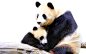 熊猫PNG.png