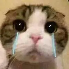 小猫哭了_的表情包