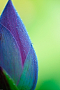 Luscious colour. | Garden, Plants and Nature
