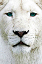 白`狮