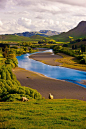 Sheep grazing in the Tuki Tuki Hills - near Napier, Hawkes Bay, North Island, New Zealand