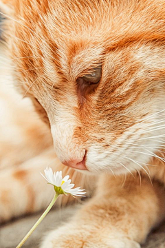 微雨湿落花采集到萌哒哒❉猫猫