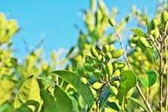 Ligustrum日本血吸虫