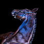 All the Wild Horses : My current solo exhibition called 'All the Wild Horses'