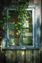 旋花藏窗生长在龟裂的老木墙上，涂上木板纹理背景