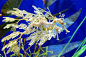 A Leafy Sea Dragon (phycodurus eques) has long leaf-like protrusions all over its body, serving as camouflage among different types of floating seaweeds of kelp beds.