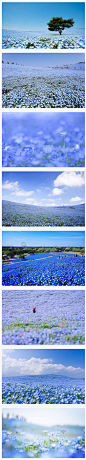日本Hitashi海滨公园每到春天便变成一片蓝色的海洋，童话般的花海每年吸引众多的游客和摄影爱好者前往。成千上万的“蓝精灵”为我们的眼睛献上一抹清凉，为我们的心灵平添一份宁静。