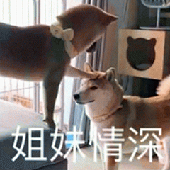 狗狗表情包带字 [这双狗眼看透太多了]