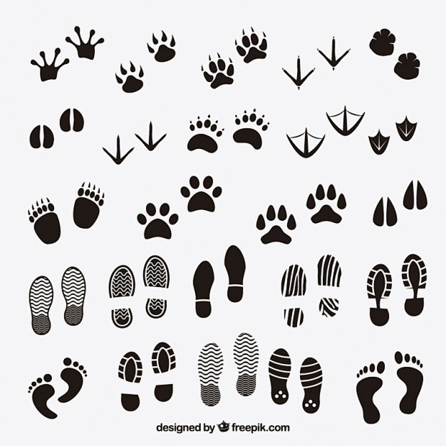 动物和人类的脚印
