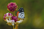 Rajeev Virmani的蝴蝶？在500px上 _C虫子采下来 #率叶插件，让花瓣网更好用#